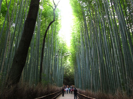 Bosque de Bambú Bosque de Bambú