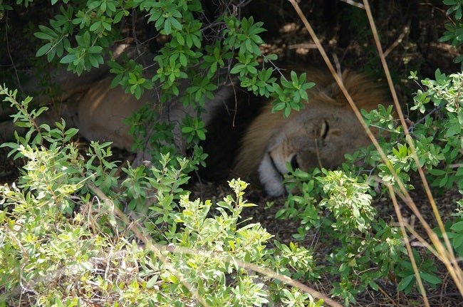 safari-botswana-blog-lavidaenelaire-15