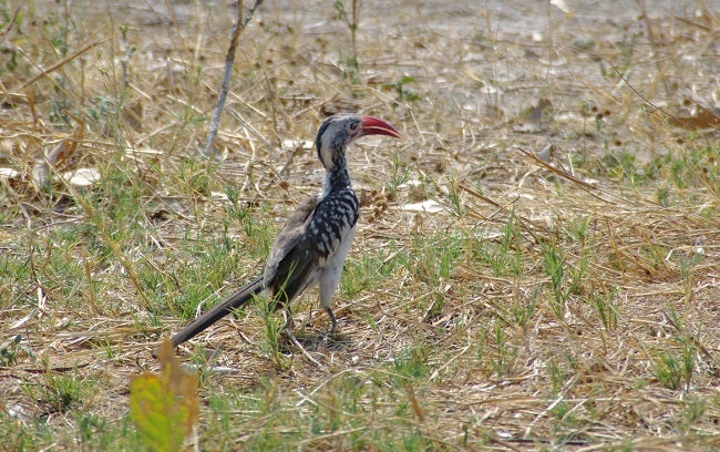safari-botswana-blog-lavidaenelaire-21