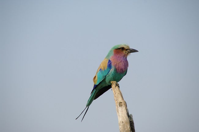 safari-botswana-blog-lavidaenelaire-27