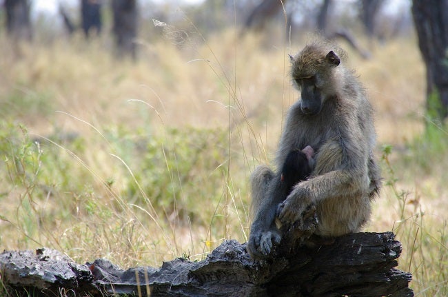 safari-botswana-blog-lavidaenelaire-29
