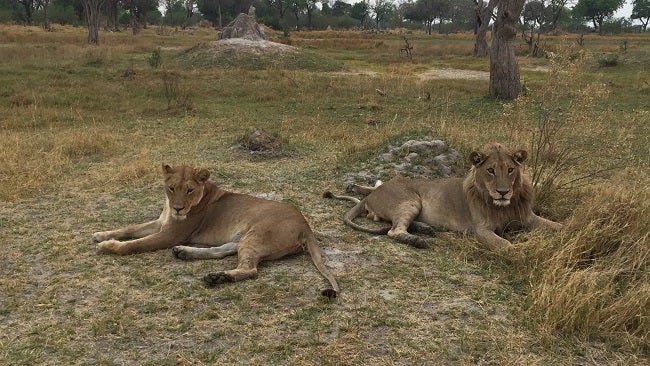 safari-botswana-blog-lavidaenelaire-3