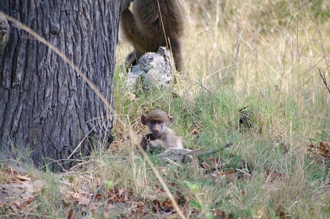 safari-botswana-blog-lavidaenelaire-30