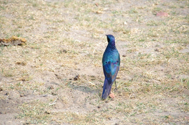 safari-botswana-blog-lavidaenelaire-34
