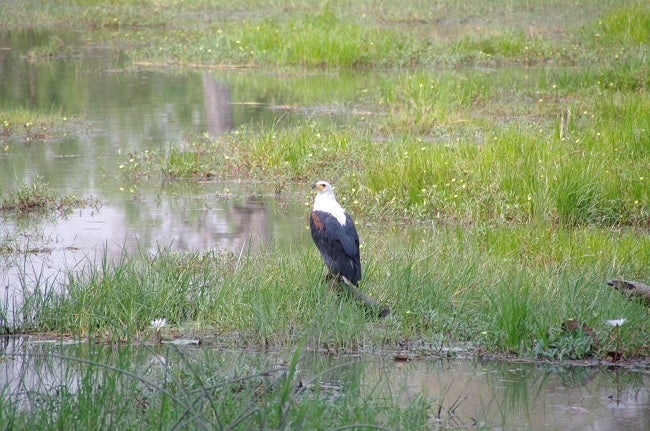 safari-botswana-blog-lavidaenelaire-35