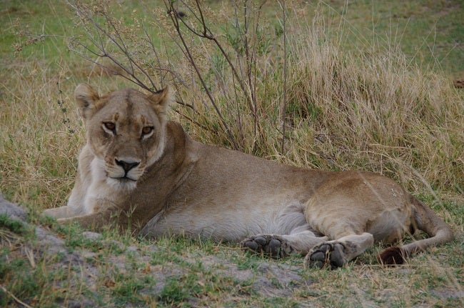 safari-botswana-blog-lavidaenelaire-40