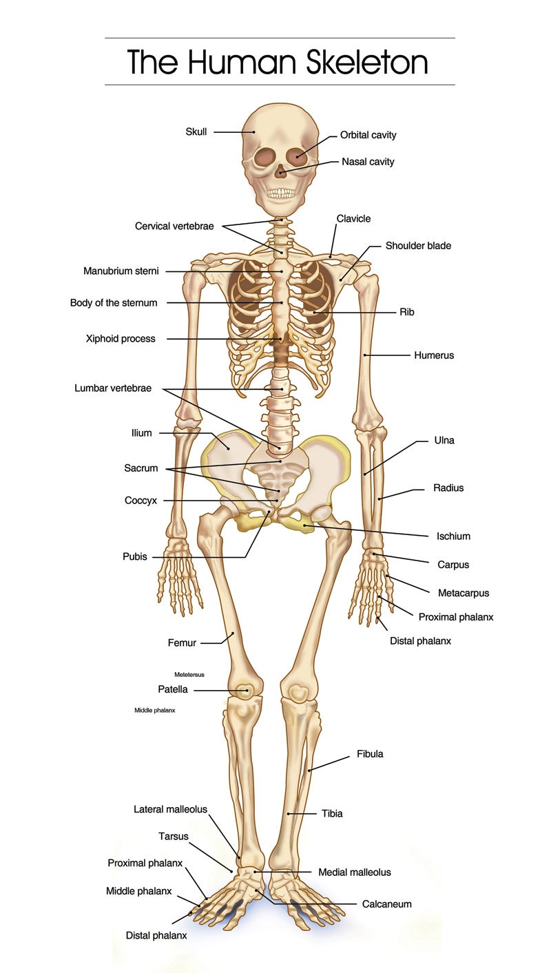 skeleton