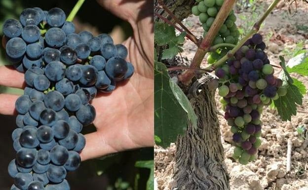 A la izquierda, tempranillo casi listo de Aldeanueva. A la derecha, un racimo de La Rioja Alta más occidental y, junto a éste, otro en la misma cepa cuyos granos aún no han comenzado a cambiar de color, lo que muestra las diferencias madurativas extremas.