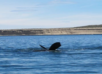 Península Valdés: entre ballenas, pingüinos y ñandúes