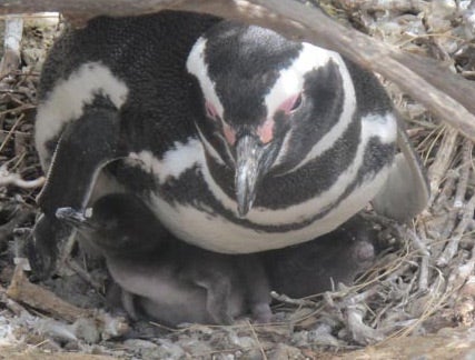 Los pingüinos de Punta Tombo