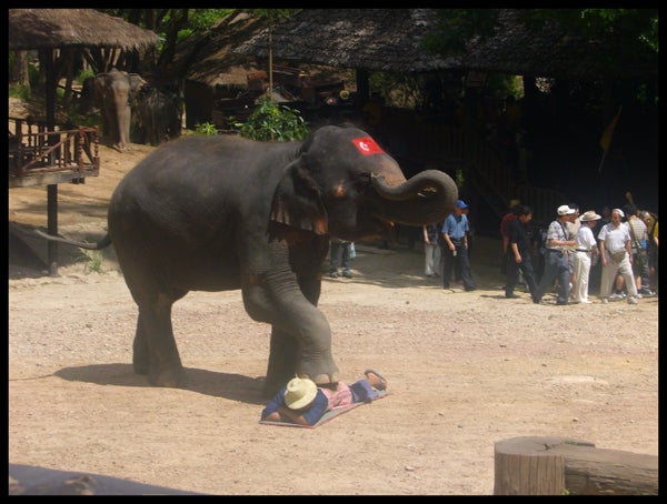 Los elefantes de Chiang Mai