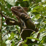 El hipnótico Parque Nacional Manuel Antonio