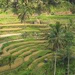 Bali: Templos, danza balinesa y campos de arroz