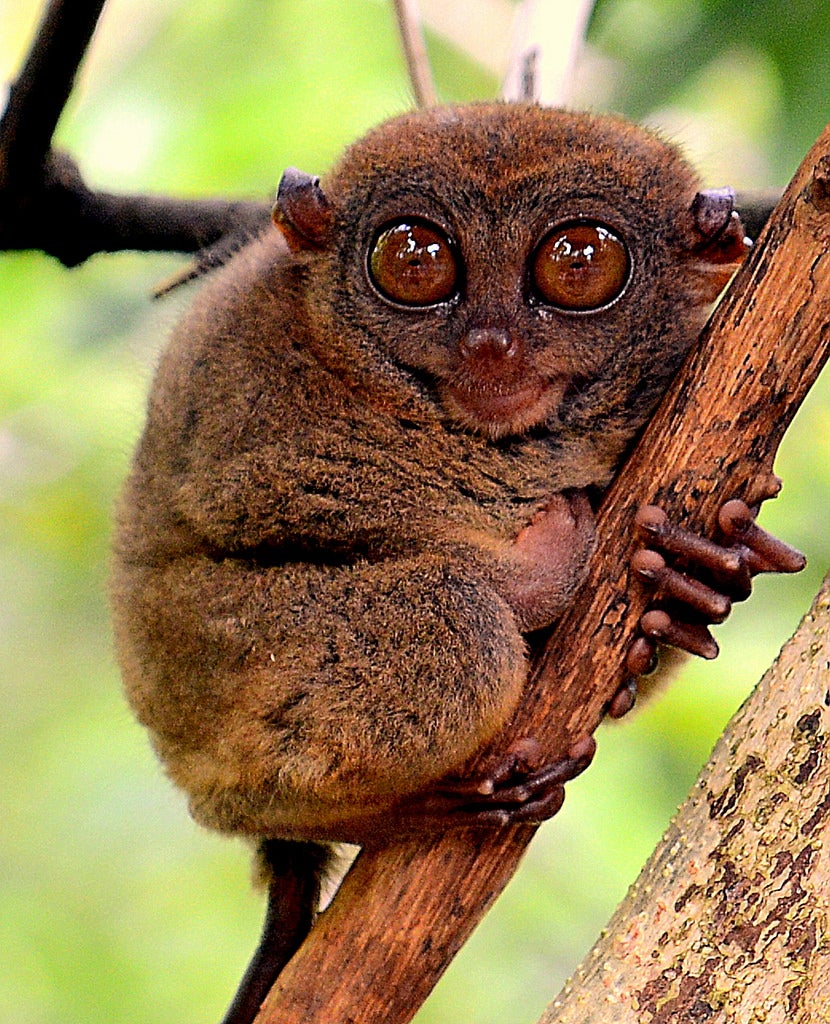 Tarsiers en Filipinas