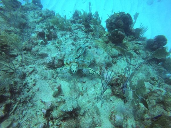 Qué ver en Riviera Maya en 9 días. Buceo en Riviera Maya