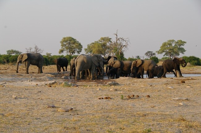 Elefantes en Bostwana