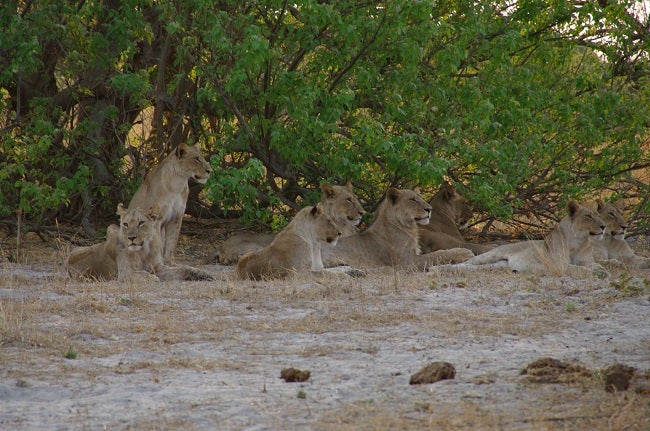 Leones en botswana