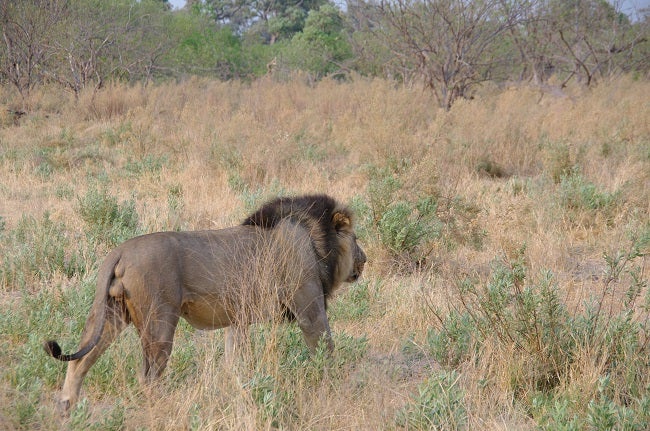 Safari en Botswana (Blog La vida en el aire)