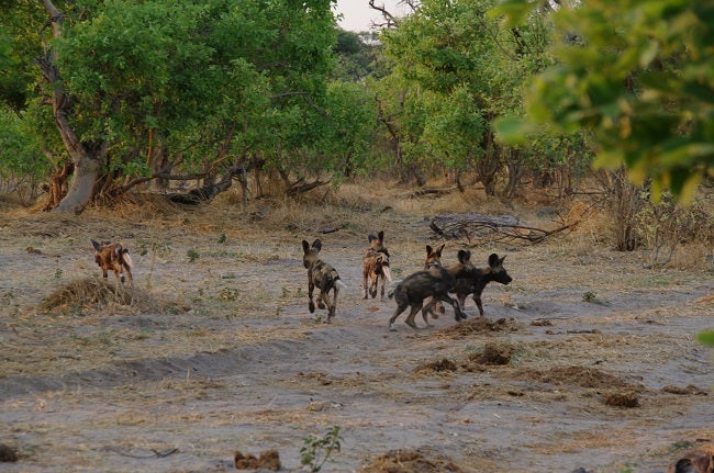 safari-botswana-blog-lavidaenelaire-12