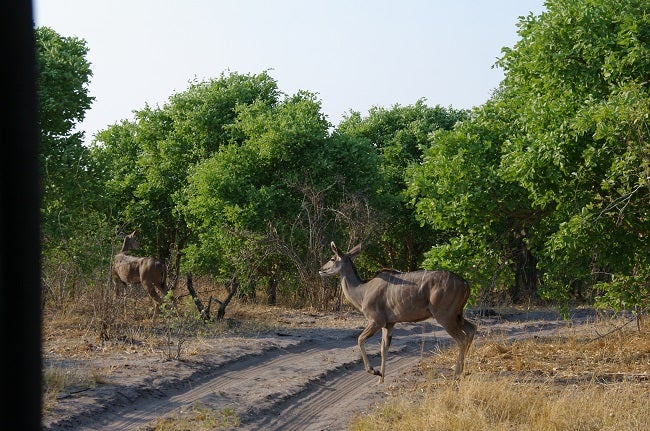 safari-botswana-blog-lavidaenelaire-13