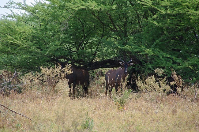 safari-botswana-blog-lavidaenelaire-14