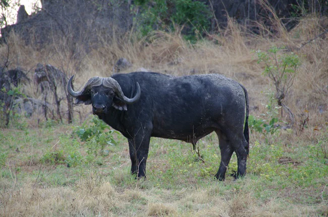 safari-botswana-blog-lavidaenelaire-18