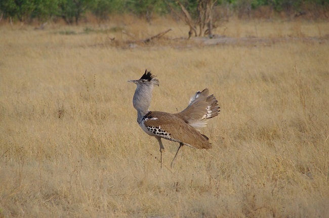 safari-botswana-blog-lavidaenelaire-20