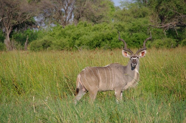 safari-botswana-blog-lavidaenelaire-22