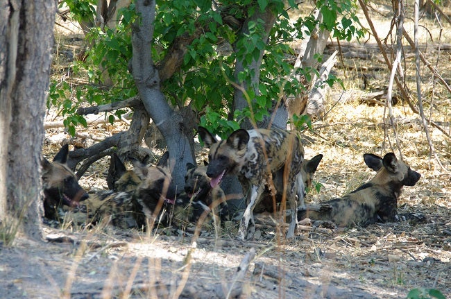 safari-botswana-blog-lavidaenelaire-23