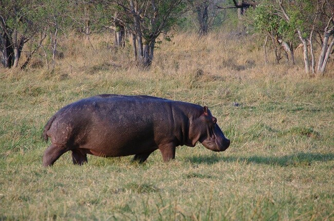 safari-botswana-blog-lavidaenelaire-26