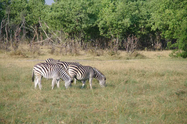 safari-botswana-blog-lavidaenelaire-28