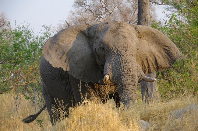 safari-botswana-blog-lavidaenelaire-31