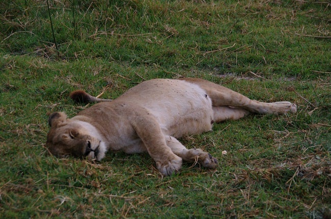 safari-botswana-blog-lavidaenelaire-32