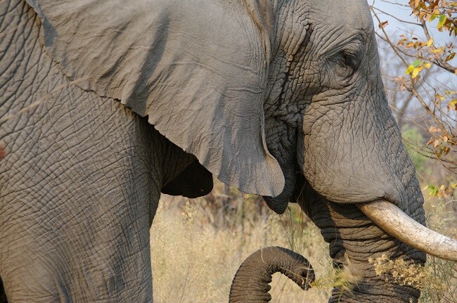 safari-botswana-blog-lavidaenelaire-33