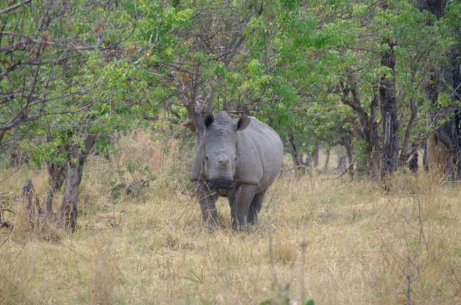 safari-botswana-blog-lavidaenelaire-36