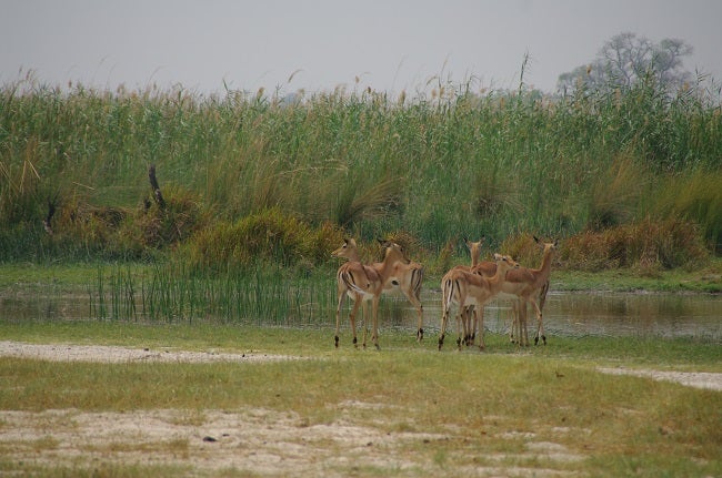 safari-botswana-blog-lavidaenelaire-37