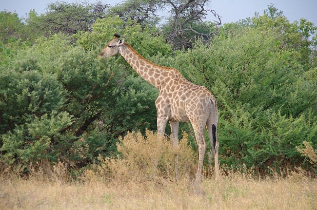 safari-botswana-blog-lavidaenelaire-39