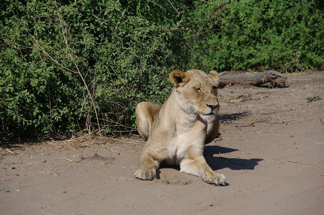 safari-botswana-blog-lavidaenelaire-4