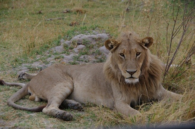 safari-botswana-blog-lavidaenelaire-41