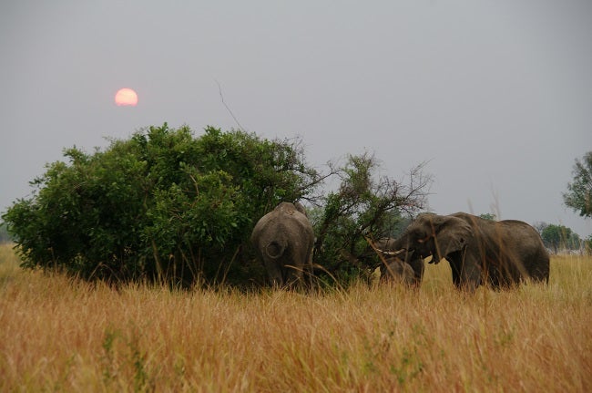 safari-botswana-blog-lavidaenelaire-42