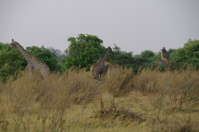 safari-botswana-blog-lavidaenelaire-43
