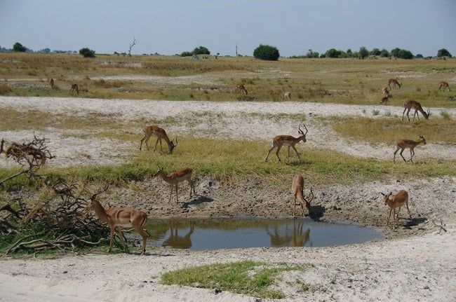 safari-botswana-blog-lavidaenelaire-7