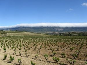 Viñedos en Rioja Alavesa