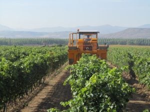 Vendimia mecánica en viñedo riojano con alto rendimiento